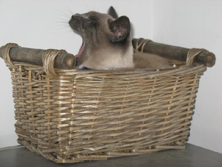 2008-01 Saphir 005.jpg